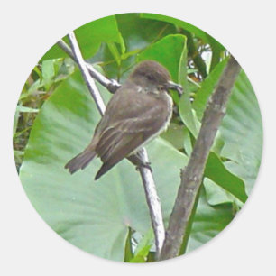 Phoebe Flycatcher-Sticker Runder Aufkleber