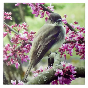 Phoebe in einem Redbud Tree Fliese