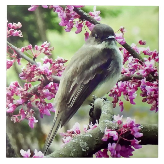 Phoebe in einem Redbud Tree Fliese (Vorderseite)