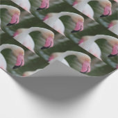 Phoenicopterus roseus geschenkpapier (Ecke)
