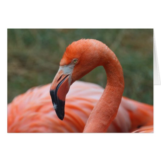 Phoenicopterus ruber (Vorderseite (Horizontal))
