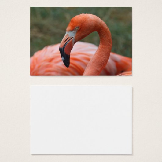 Phoenicopterus ruber (Vorne & Hinten)