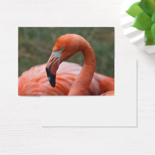 Phoenicopterus ruber (Schreibtisch)