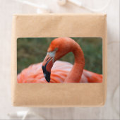 Phoenicopterus ruber (Insitu)