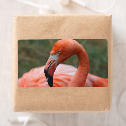 Phoenicopterus ruber (Insitu)