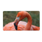 Phoenicopterus ruber (Vorne)