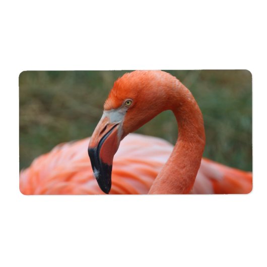 Phoenicopterus ruber (Vorne)