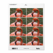 Phoenicopterus ruber (Vorne)