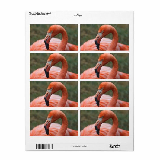 Phoenicopterus ruber (Vorne)