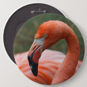 Phoenicopterus ruber button (Vorne & Hinten)