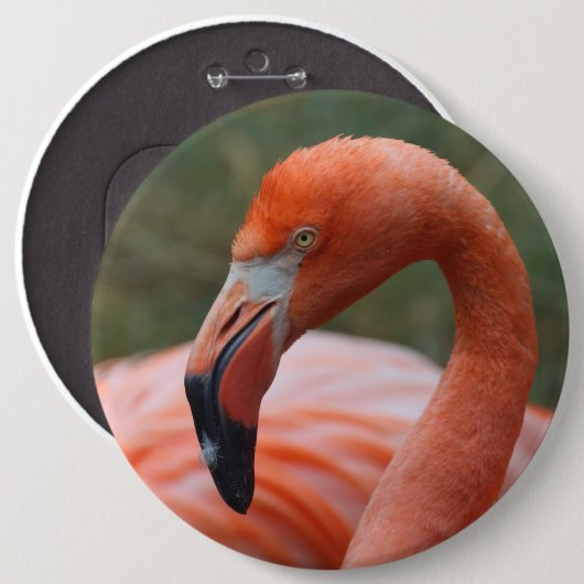Phoenicopterus ruber button (Vorne & Hinten)