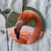 Phoenicopterus ruber button (Beispiel)