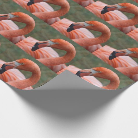 Phoenicopterus ruber geschenkpapier (Ecke)