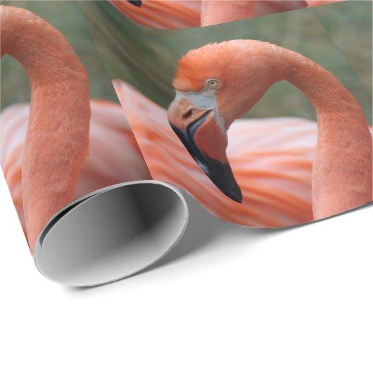 Phoenicopterus ruber geschenkpapier (Rolleneckpunkt)