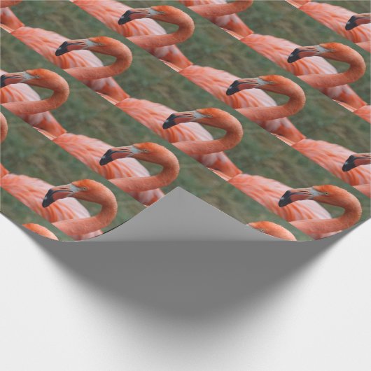 Phoenicopterus ruber geschenkpapier (Ecke)