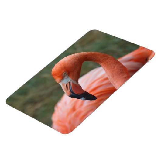 Phoenicopterus ruber magnet (Linke Seite)