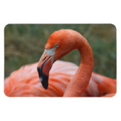 Phoenicopterus ruber magnet (Horizontal)