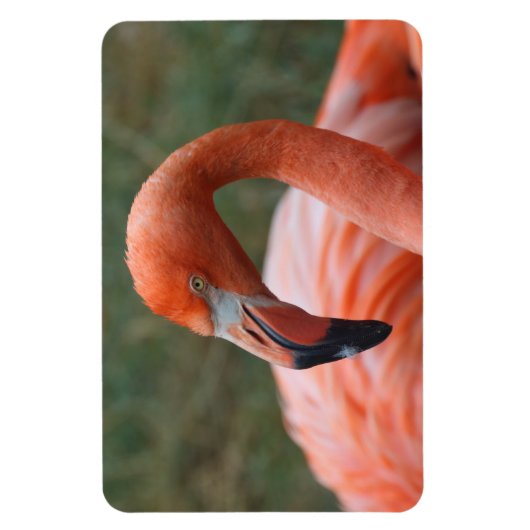 Phoenicopterus ruber magnet (Vertikal)