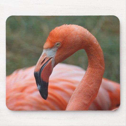 Phoenicopterus ruber mousepad (Vorne)