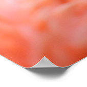 Phoenicopterus ruber poster (Ecke)