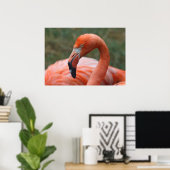 Phoenicopterus ruber poster (Heimbüro)