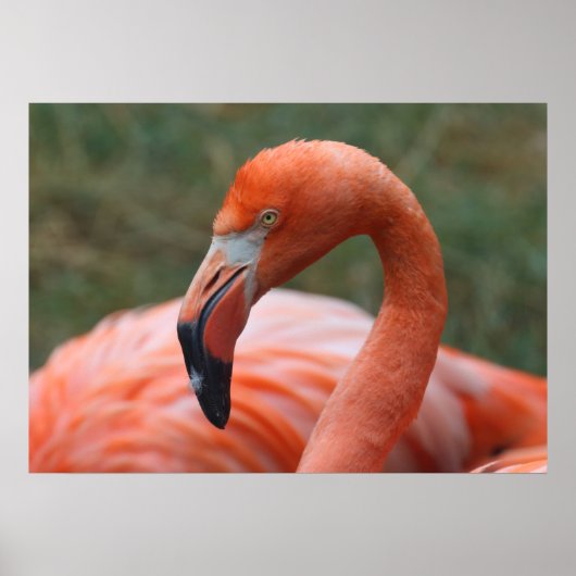 Phoenicopterus ruber poster (Vorne)