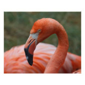 Phoenicopterus ruber poster (Vorderseite)
