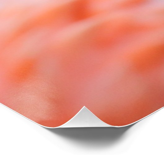 Phoenicopterus ruber poster (Ecke)