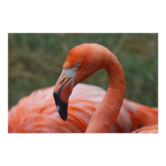Phoenicopterus ruber poster (Vorderseite)