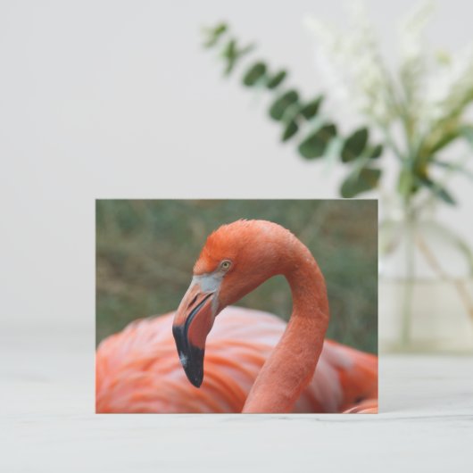Phoenicopterus ruber postkarte (Stehend Vorderseite)