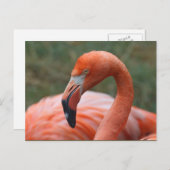 Phoenicopterus ruber postkarte (Vorne/Hinten)