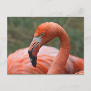 Phoenicopterus ruber postkarte