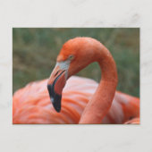 Phoenicopterus ruber postkarte (Vorderseite)