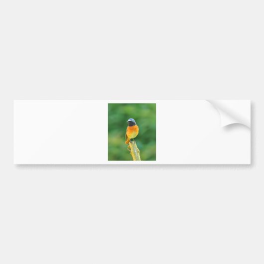 Phoenicurus ochruros autoaufkleber (Vorne)