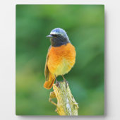 Phoenicurus ochruros fotoplatte (Vorderseite)