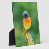 Phoenicurus ochruros fotoplatte (Seite)