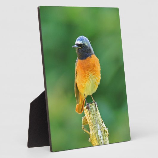 Phoenicurus ochruros fotoplatte (Seite)