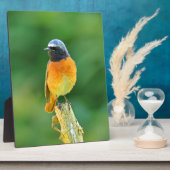 Phoenicurus ochruros fotoplatte (Seite)