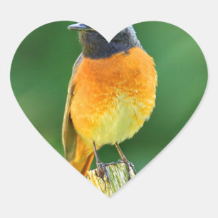 Phoenicurus ochruros Herz-Aufkleber