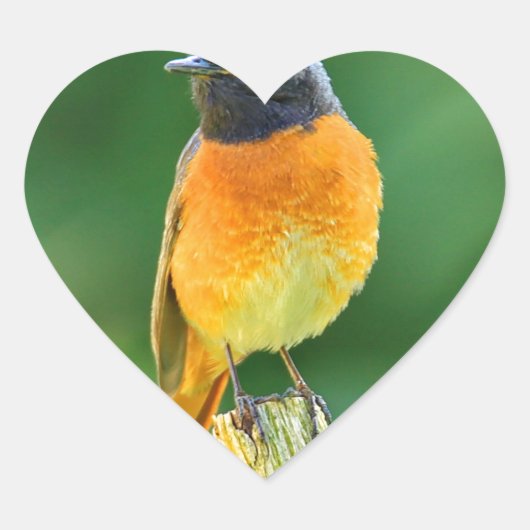 Phoenicurus ochruros Herz-Aufkleber (Vorderseite)