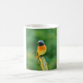 Phoenicurus ochruros kaffeetasse (Mittel)
