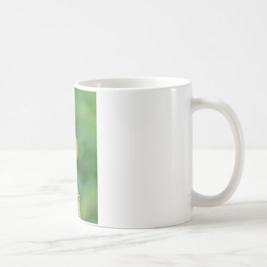 Phoenicurus ochruros kaffeetasse (Rechts)