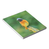 Phoenicurus ochruros notizblock (angewinkelt)