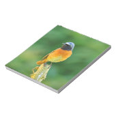 Phoenicurus ochruros notizblock (Rotiert)