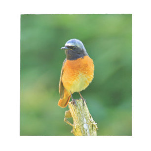 Phoenicurus ochruros notizblock