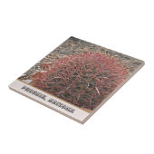 Phoenix Arizona Unique Red Barrel Cactus Foto Fliese (Seite)