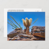 Phoenix Arizona, Young Teddy Bear Cholla Cactus, Postkarte (Vorne/Hinten)