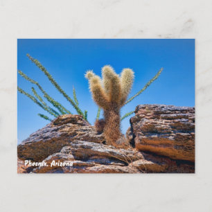Phoenix Arizona, Young Teddy Bear Cholla Cactus, Postkarte