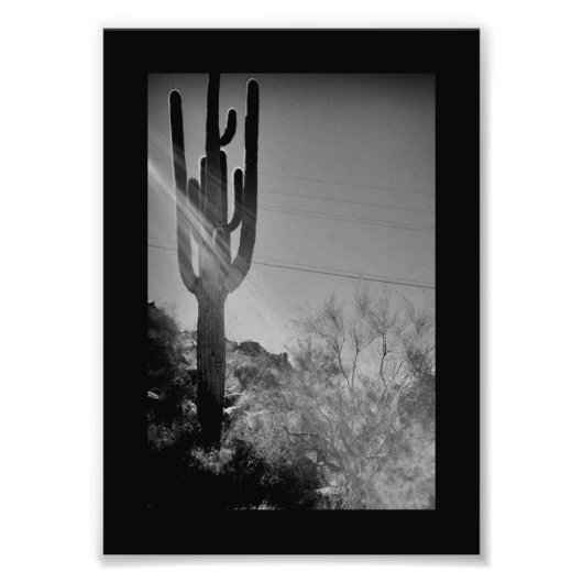 Phoenix Cactus Fotodruck (Vorne)