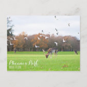 Phoenix Park Postcard Postkarte (Vorderseite)